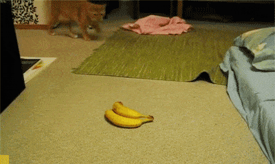 Bananas; This cat is